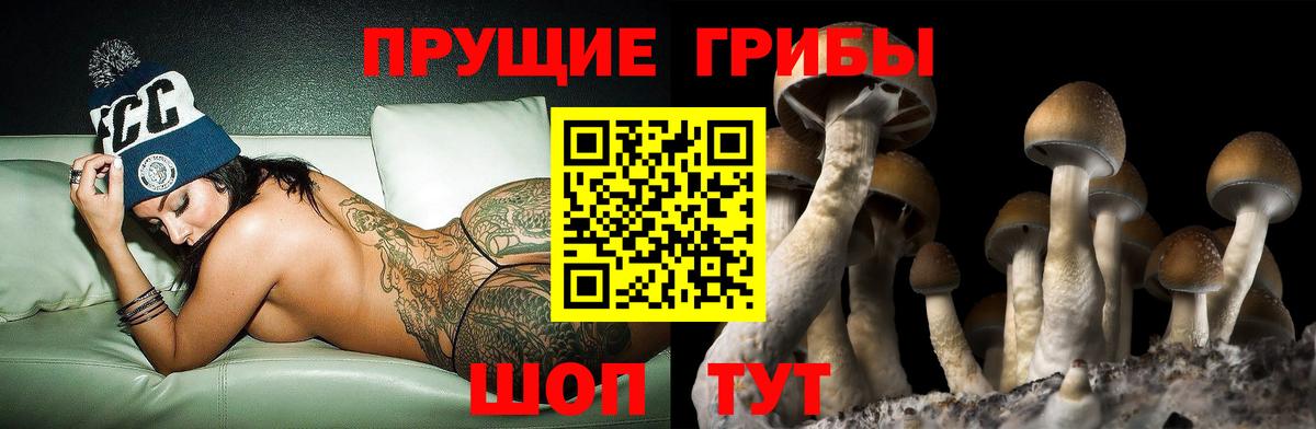 Галлюциногенные грибы Psilocybe Усинск